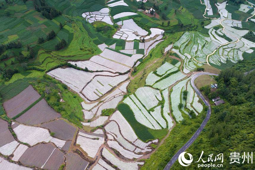 航拍貴州省畢節(jié)市大方縣對(duì)江鎮(zhèn)石桅村“大方皺椒”種植基地。人民網(wǎng)記者 涂敏攝