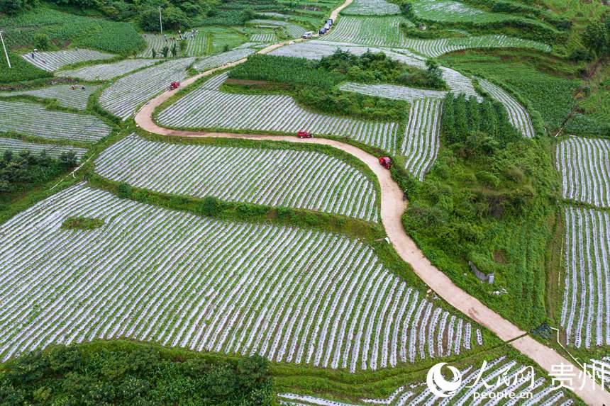 航拍貴州省畢節(jié)市大方縣對江鎮(zhèn)石桅村“大方皺椒”種植基地。人民網(wǎng)記者 涂敏攝