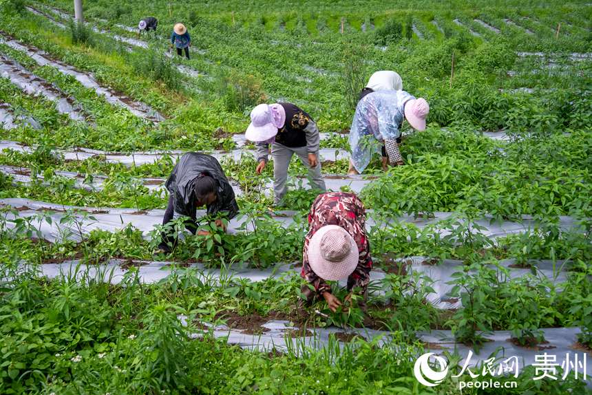 種植基地內，農戶為辣椒拔草、疏枝。人民網記者 涂敏攝