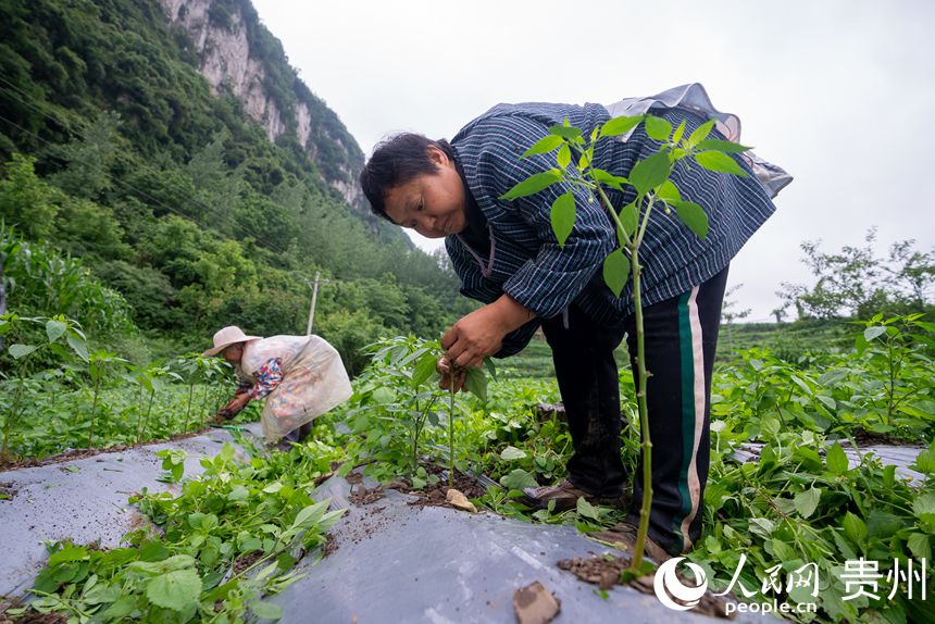 種植基地內(nèi)，農(nóng)戶為辣椒拔草、疏枝。人民網(wǎng)記者 涂敏攝