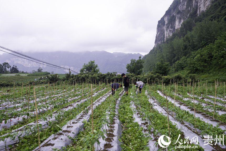 辣椒種植基地內(nèi)，農(nóng)戶對辣椒苗進(jìn)行加固。人民網(wǎng)記者 涂敏攝