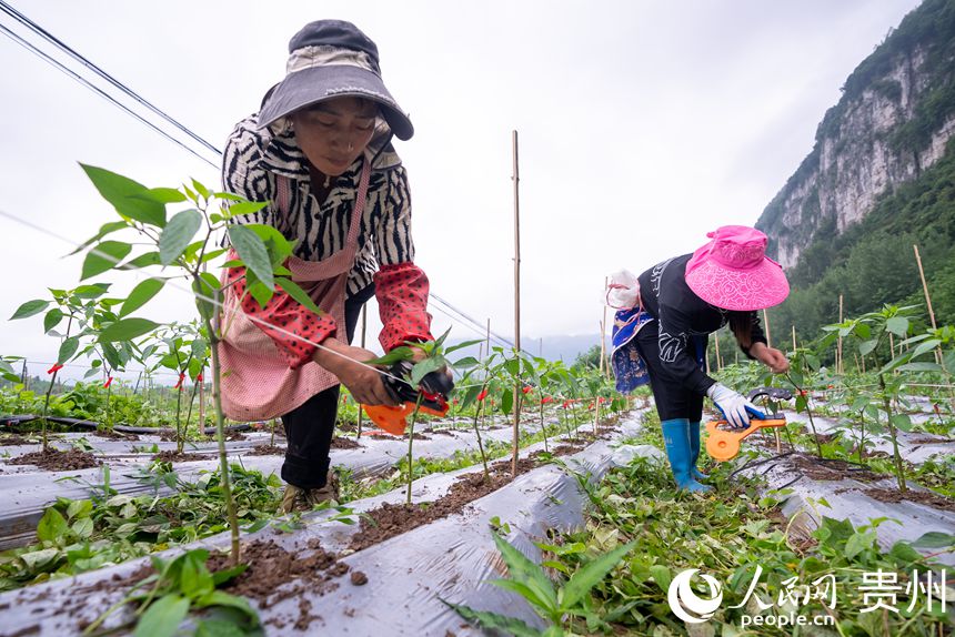 辣椒種植基地內，農戶對辣椒苗進行加固。人民網記者 涂敏 攝