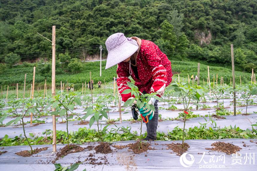 辣椒種植基地內(nèi)，農(nóng)戶對辣椒苗進行加固。人民網(wǎng)記者 涂敏 攝