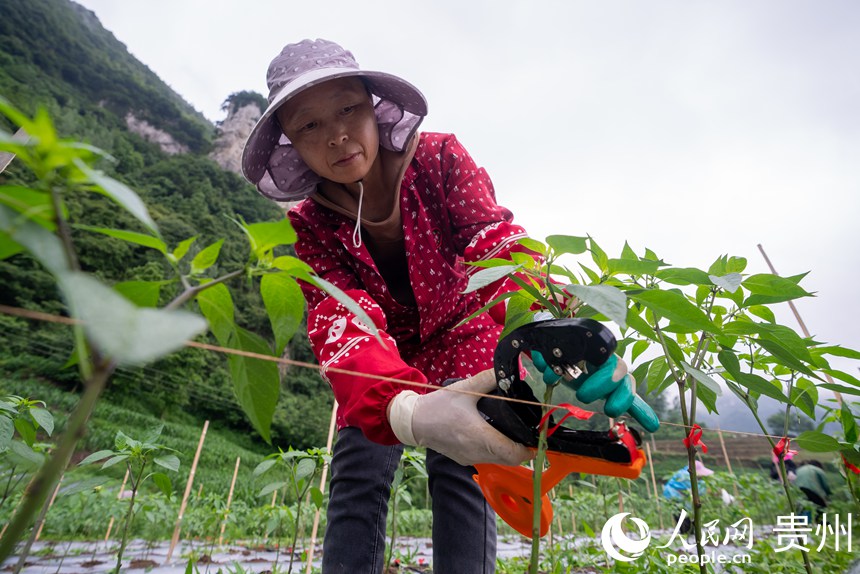 辣椒種植基地內(nèi)，農(nóng)戶對辣椒苗進(jìn)行加固。人民網(wǎng)記者 涂敏 攝