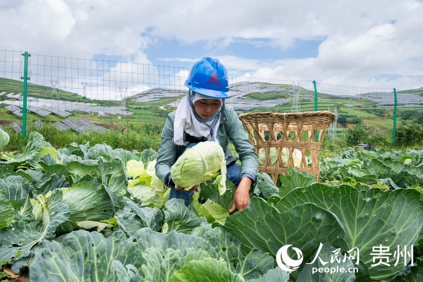 村民正在采收光伏板下種植的蔬菜。人民網(wǎng)記者 涂敏攝