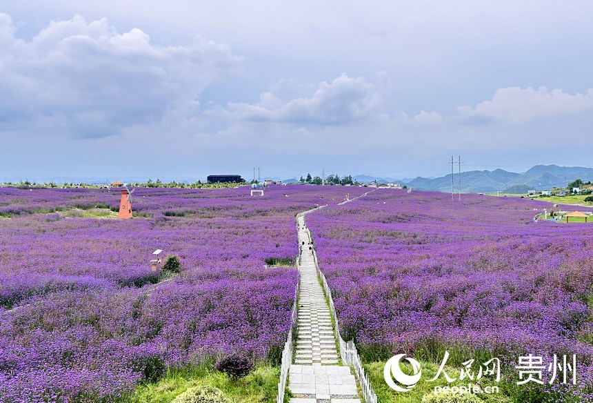 石門錦繡田園景區(qū)的夏季限定紫色花海等你來賞。人民網(wǎng) 敖嘉鈺攝