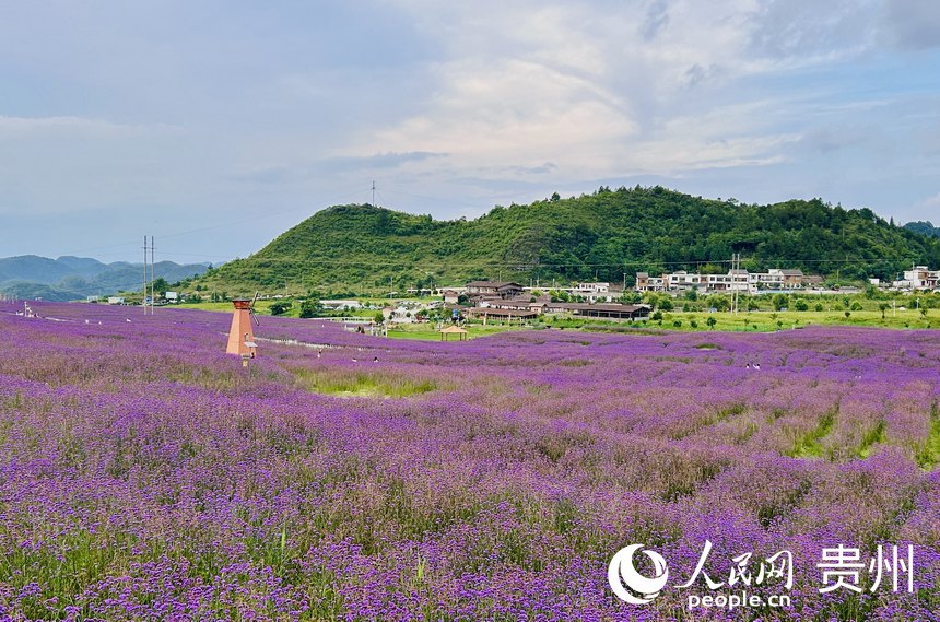 石門錦繡田園景區(qū)的夏季限定紫色花海等你來賞。人民網(wǎng) 敖嘉鈺攝