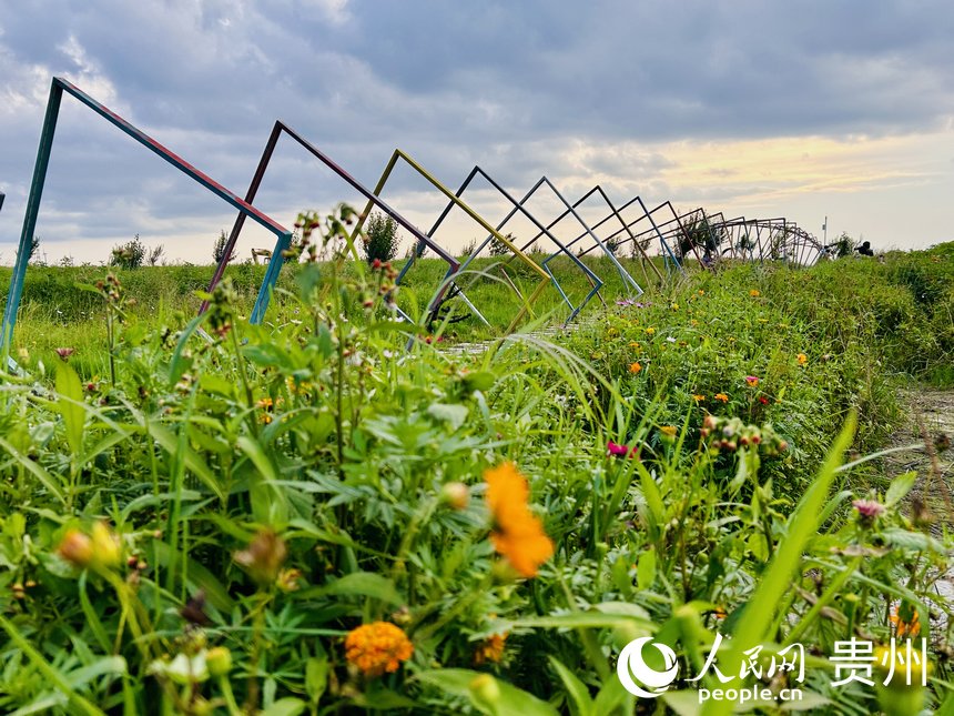 石門錦繡田園景區(qū)的夏季限定紫色花海等你來賞。人民網(wǎng) 敖嘉鈺攝