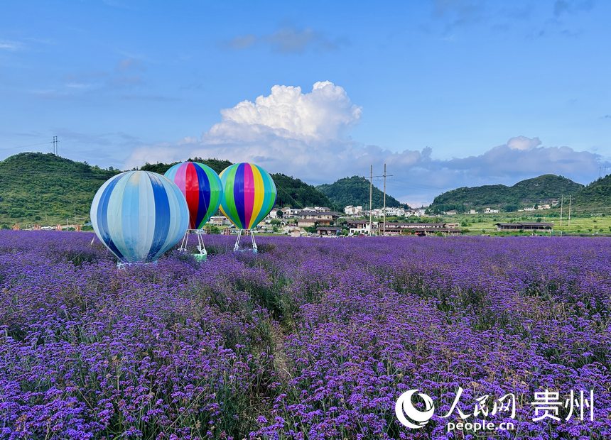 石門錦繡田園景區(qū)的夏季限定紫色花海等你來賞。人民網(wǎng) 敖嘉鈺攝