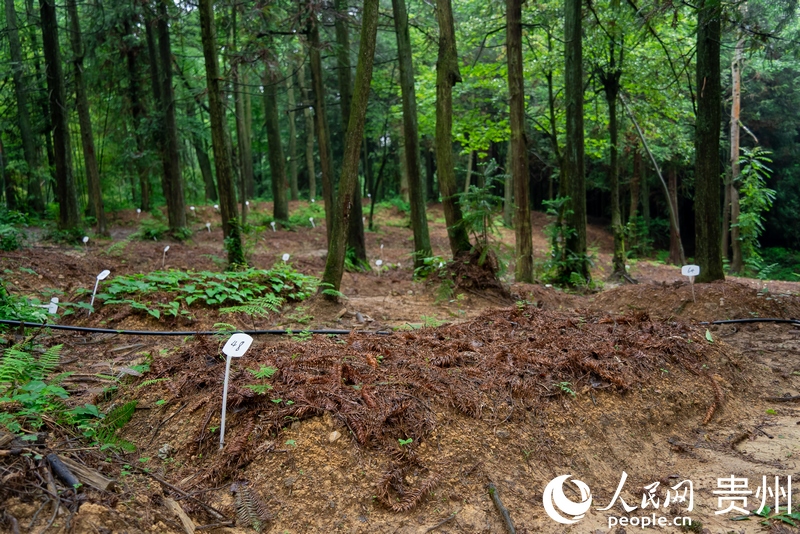 大方縣龍場村林下天麻種植基地一隅。人民網(wǎng)記者 涂敏攝