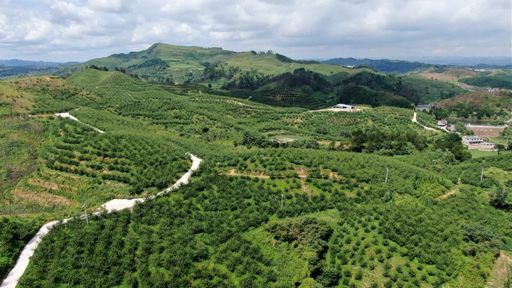 李子基地。