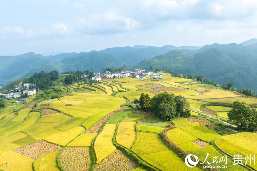 航拍貴陽市花溪區(qū)高坡苗族鄉(xiāng)梯田。人民網(wǎng)記者 涂敏攝