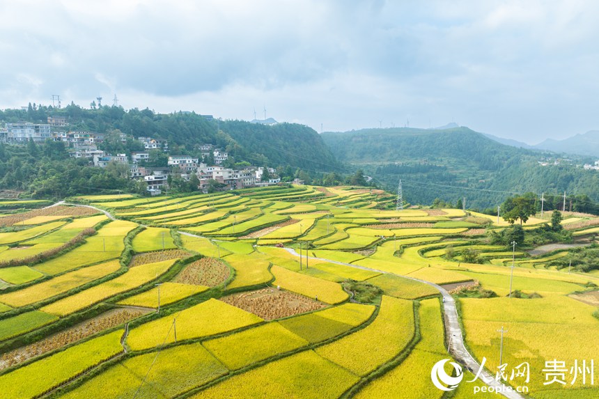 航拍貴陽市花溪區(qū)高坡苗族鄉(xiāng)梯田。人民網(wǎng)記者 涂敏攝