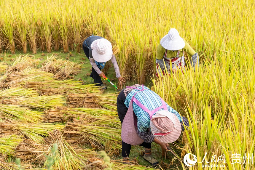 村民們正在收割成熟的水稻。人民網(wǎng)記者 涂敏攝