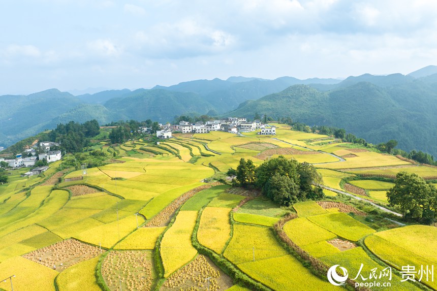 航拍貴陽市花溪區(qū)高坡苗族鄉(xiāng)梯田。人民網(wǎng)記者 涂敏攝