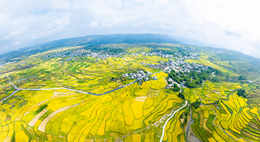 高坡梯田：稻谷飄香 風(fēng)景如畫