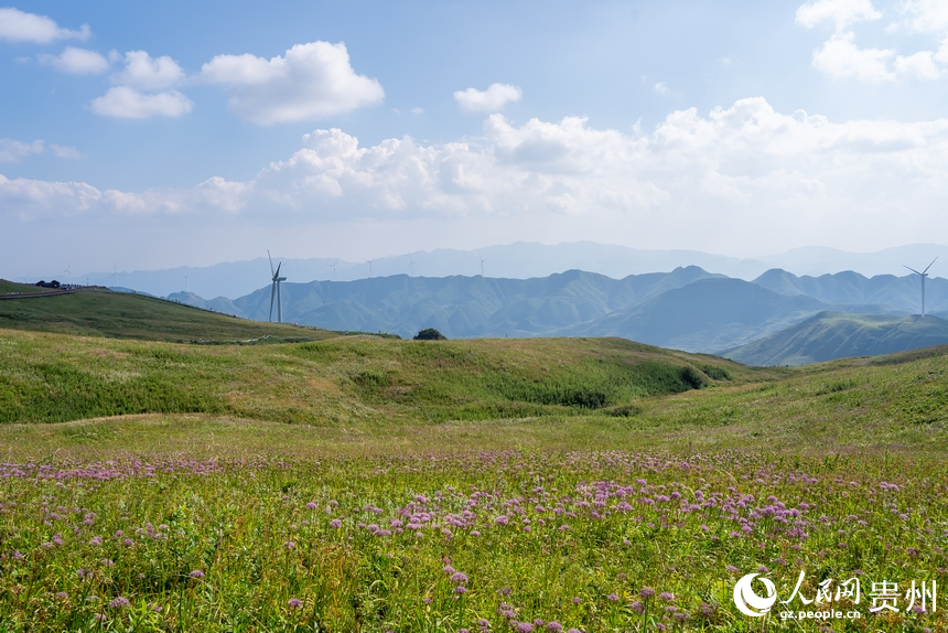 韭菜坪景區(qū)盛開(kāi)的韭菜花。人民網(wǎng) 涂敏攝