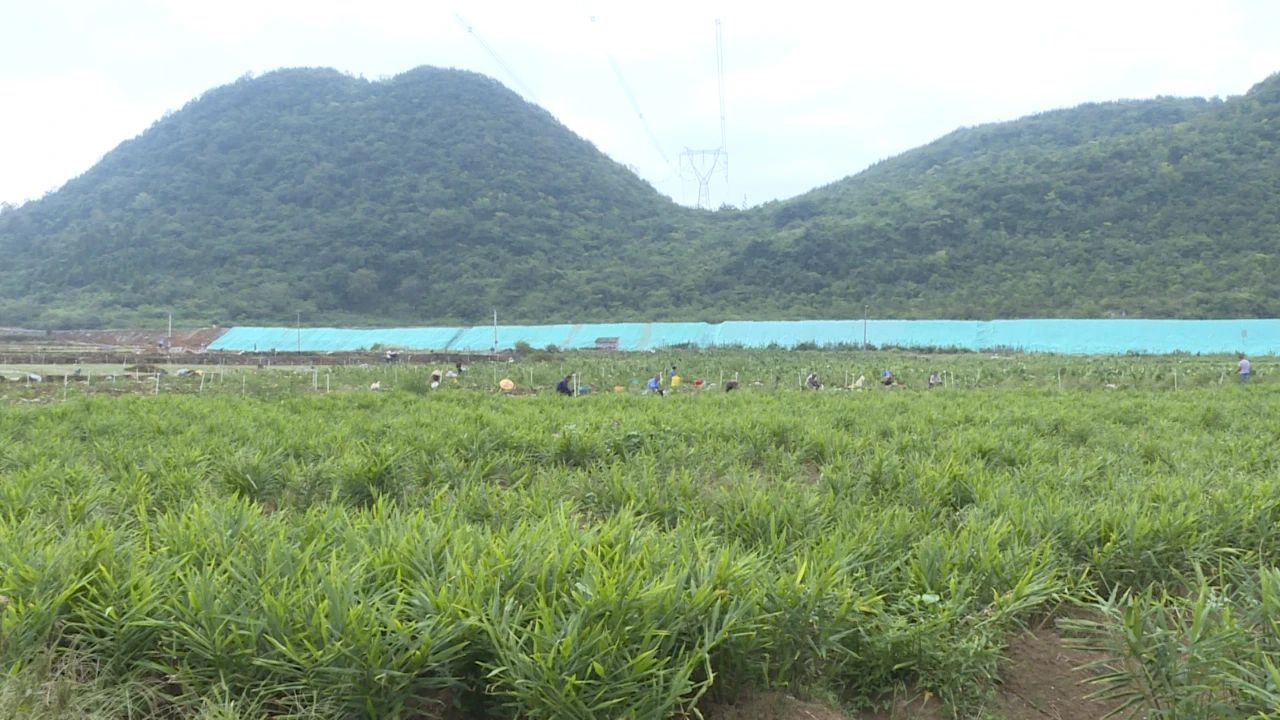 生姜種植基地。