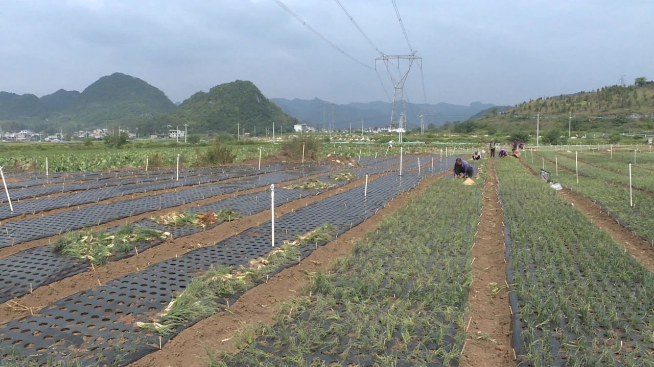 香蔥種植基地。