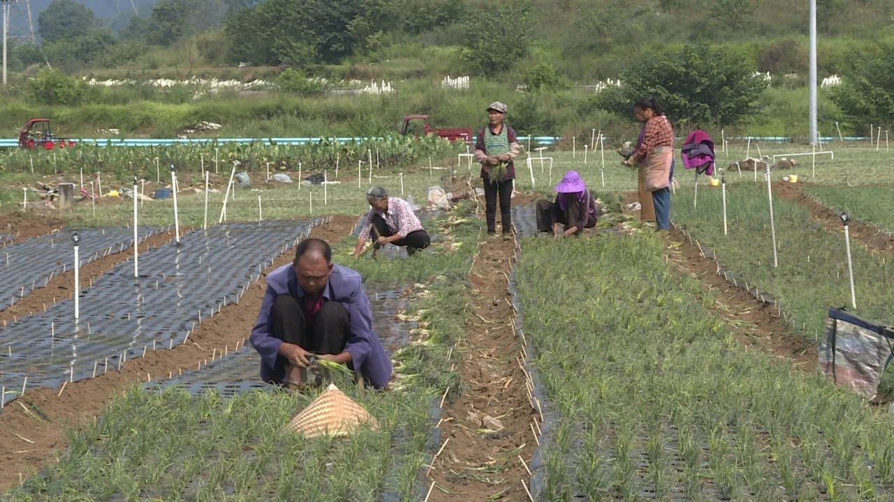 村民正在栽種香蔥。