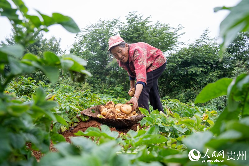 威寧縣二塘鎮(zhèn)農(nóng)戶采收馬鈴薯。人民網(wǎng)記者 涂敏攝