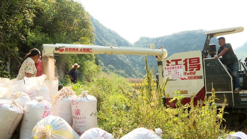 圖為農(nóng)民在收割忙碌中。.jpg