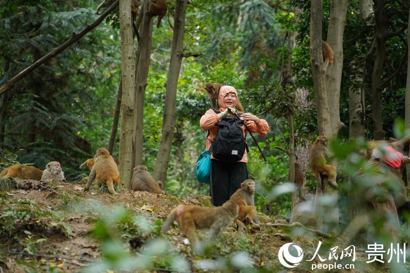 野生獼猴穿梭在公園步道兩旁。人民網(wǎng) 陽(yáng)茜攝