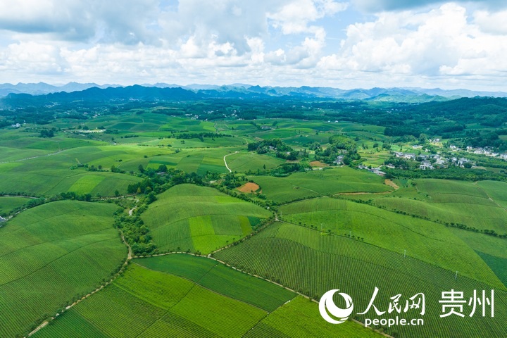 航拍貴州省遵義市湄潭縣的萬畝茶海景區(qū)。人民網(wǎng) 陽茜攝