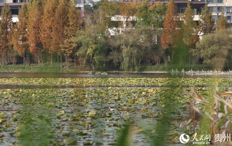 貴陽市白云區(qū)泉湖公園一角。人民網(wǎng) 龍章榆攝