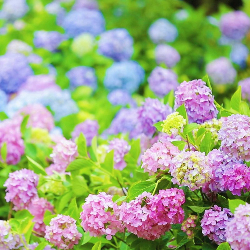  “繡球園”開花時期。