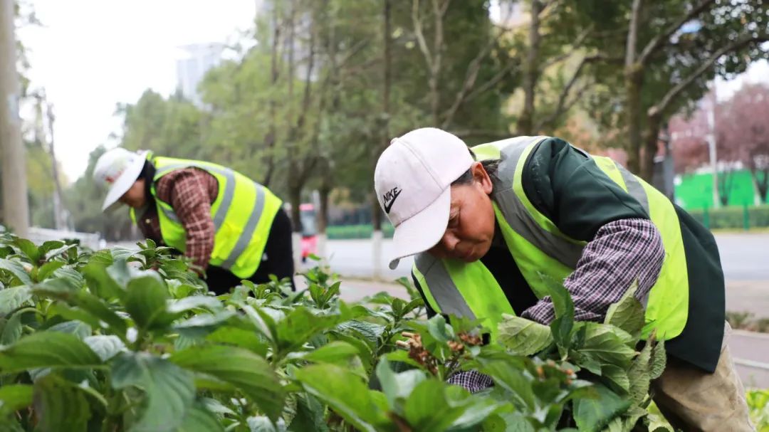 園林綠化養(yǎng)護人員修剪繡球花枝條。