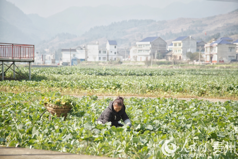 仁懷市茅壩鎮(zhèn)官院村大壩一角。人民網(wǎng) 龍章榆 攝