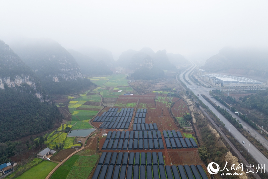 航拍羊肚菌種植基地。人民網(wǎng)記者 涂敏攝