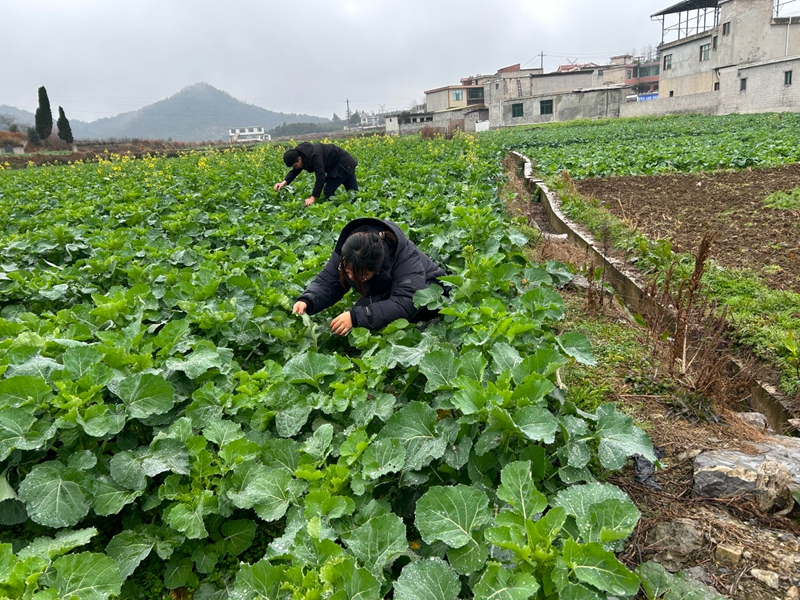 開展油菜病蟲害調(diào)查.jpg