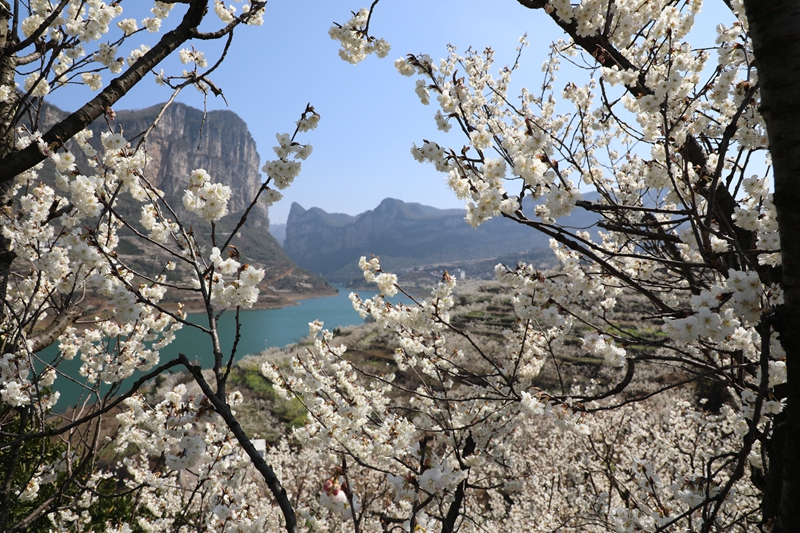 花團錦簇。