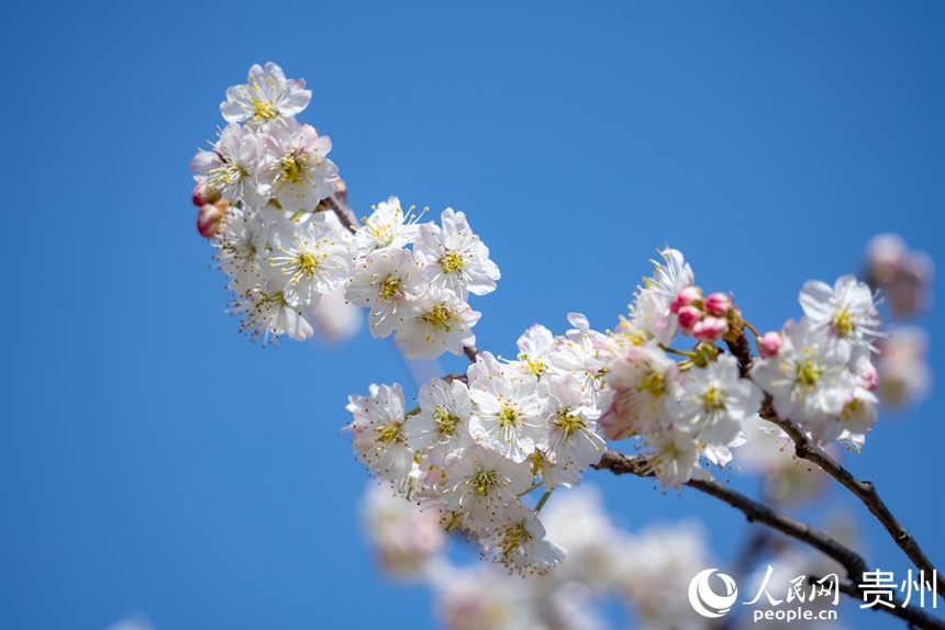 凹河萬(wàn)畝櫻桃基地內(nèi)盛開的櫻桃花。人民網(wǎng)記者 涂敏攝