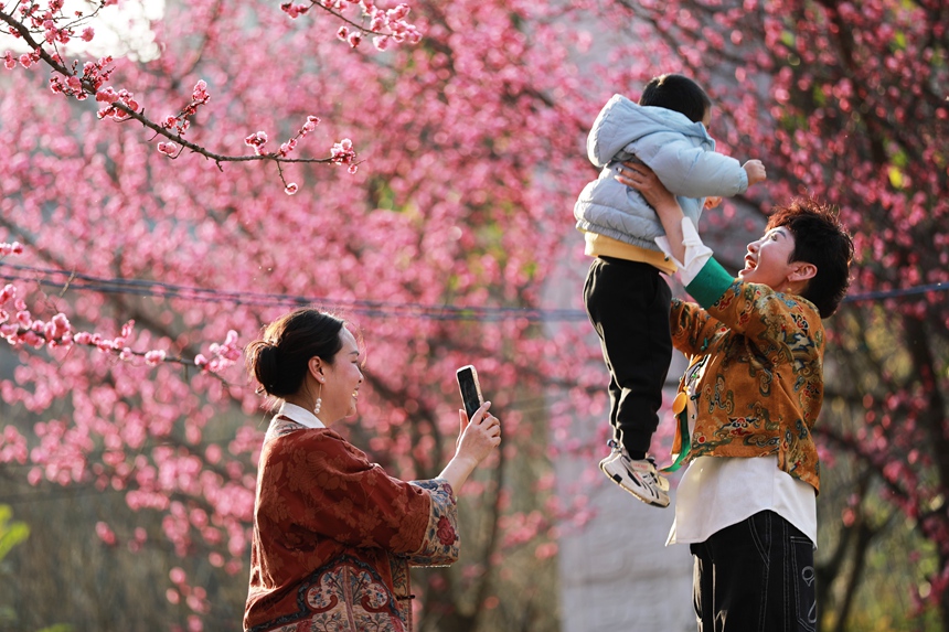 3月1日，貴州省黔西市西門外城郊的梅花迎春綻放，吸引游人紛紛前來觀花賞景、拍照打卡，樂享暖春時(shí)光。