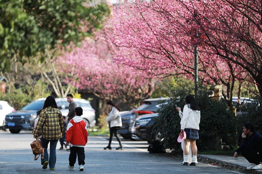 3月1日，貴州省黔西市西門外城郊的梅花迎春綻放，吸引游人紛紛前來觀花賞景、拍照打卡，樂享暖春時光。