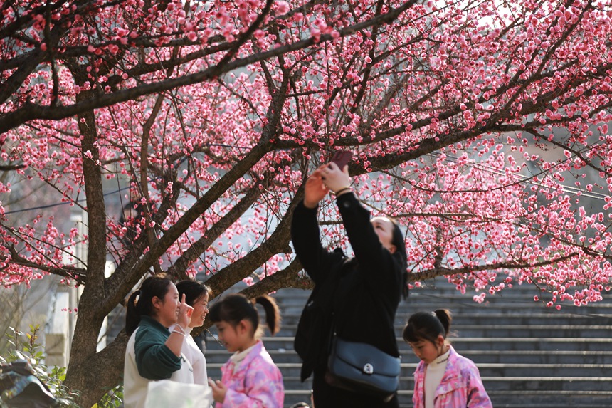 3月1日，貴州省黔西市西門外城郊的梅花迎春綻放，吸引游人紛紛前來(lái)觀花賞景、拍照打卡，樂(lè)享暖春時(shí)光。