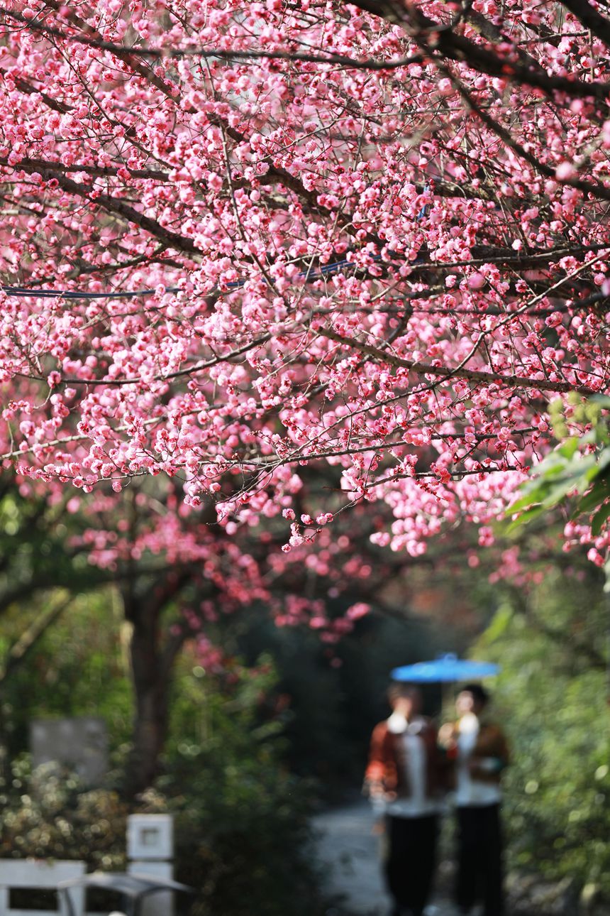 3月1日，貴州省黔西市西門(mén)外城郊的梅花迎春綻放，吸引游人紛紛前來(lái)觀花賞景、拍照打卡，樂(lè)享暖春時(shí)光。