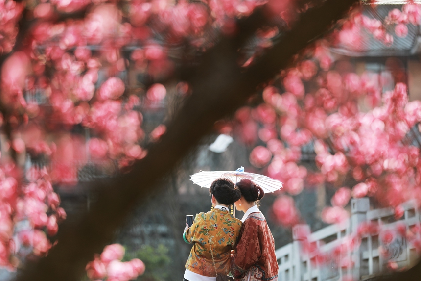 3月1日，貴州省黔西市西門(mén)外城郊的梅花迎春綻放，吸引游人紛紛前來(lái)觀花賞景、拍照打卡，樂(lè)享暖春時(shí)光。