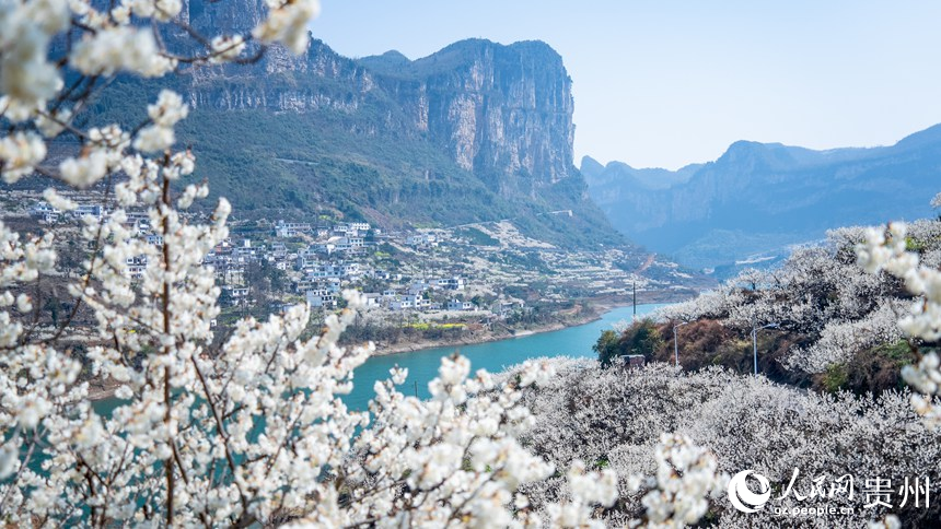 凹河萬畝櫻桃基地內(nèi)盛開的櫻桃花。人民網(wǎng)記者 涂敏攝