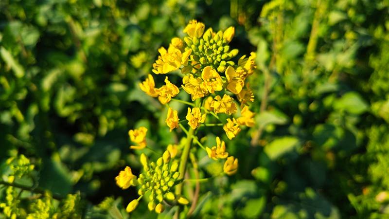 油菜花。