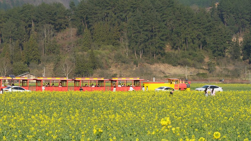 乘坐小火車看風(fēng)景。