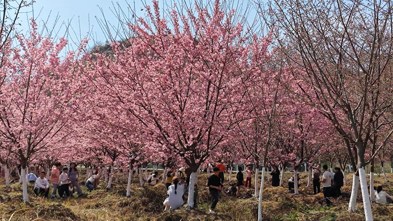 貴定金海雪山櫻花迎春綻放。