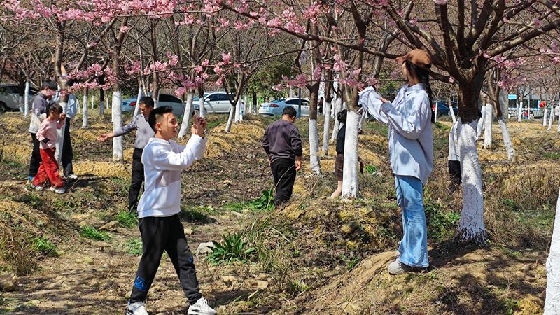 游客在櫻花樹下拍照打卡。