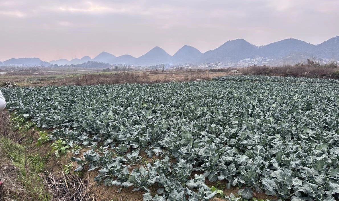 圖為馬官鎮(zhèn)蔬菜種植基地。