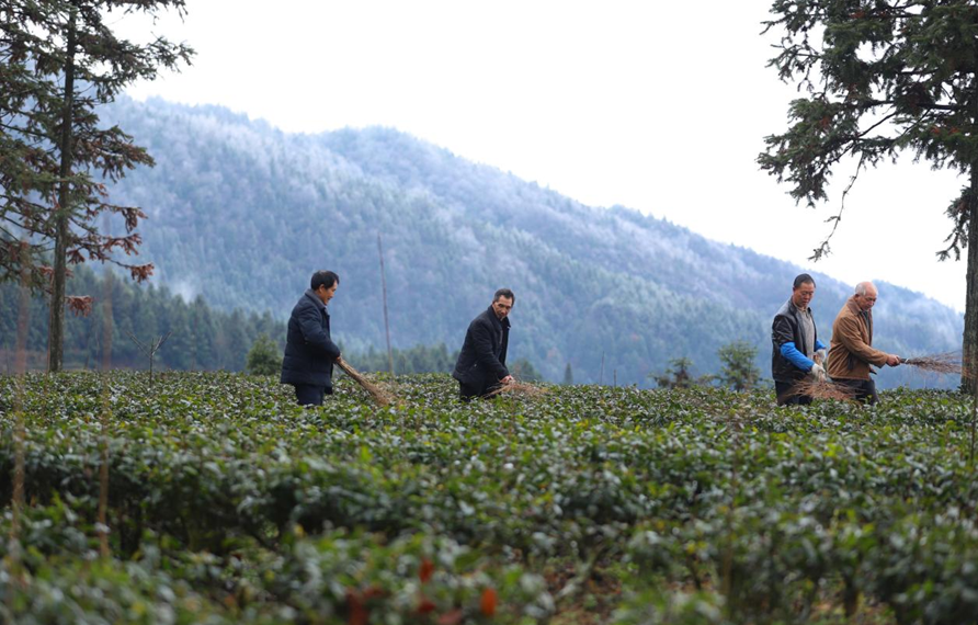 在印江自治縣紫薇鎮(zhèn)大水溪村農(nóng)技人員組織茶農(nóng)清掃結(jié)冰。王東攝