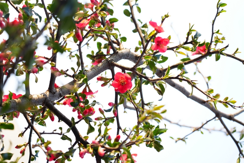 神采八卦園內(nèi)種植的植物——鐵海堂。