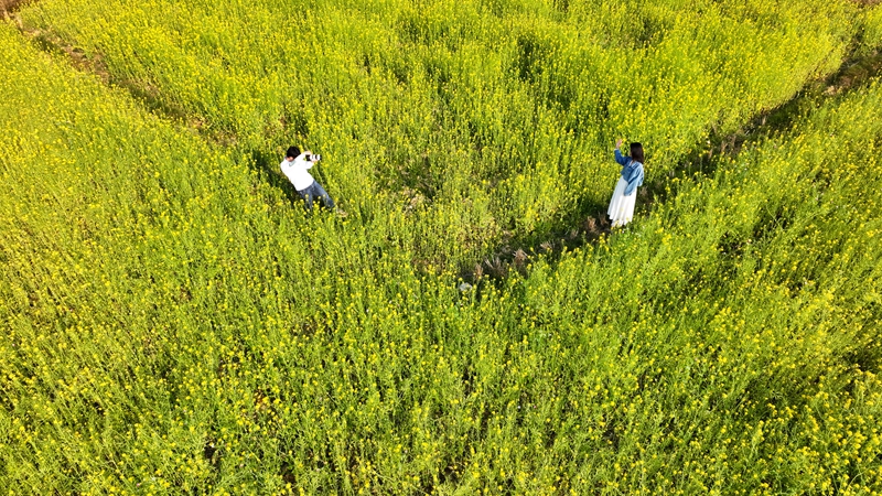 油菜花。